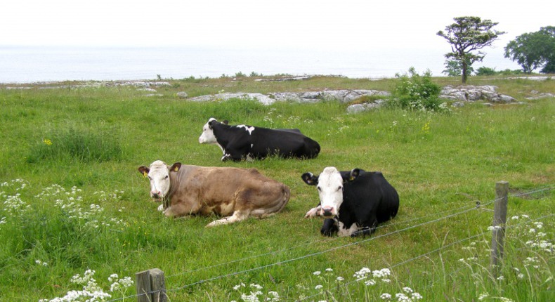 Grönskande betesmark angränsar till havet. i gräset syns klippblock och tre unga kor.